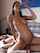 amateur brunette teen