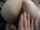 ass fuck amateur anal