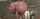name of this Jynx Maze movie?