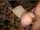 pornstar