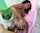 black bangbros anal
