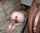 interracial amateur redhead