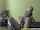 cam4free webcam cams