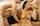 pornstar chaturbate