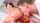 pornstar bangbros anal