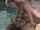 pool outdoor blowjob