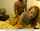 college bbc beautiful