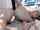 webcam flashing