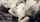 asian