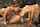 pornstar black 21sextury