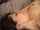 oral sex lesbian licking vagina
