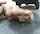 What is name of the female or video please