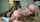 clips4sale