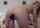 chaturbate dildo