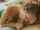oral sex cum shot masturbation