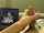 clips4sale