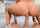 teen hardcore cowgirl