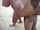 threesome amateur