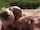 blonde oral sex hd