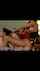 Where can I find this video?
