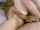 taboo sister amateur