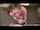 big boobs teenager daughter blowjob
