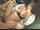 jav public r18