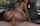 amateur bangbus bangbros