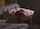 What's the name of this porn star?