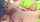 anal