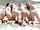 teen bffs teamskeet