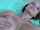 clips4sale