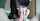 asian blowjob