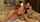 lesbian rough mature