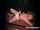 I dont want the video I only want to know her name