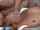 Where can I find this video?