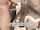 evilangel