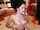What's the name of this porn star?