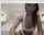 chaturbate