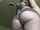butt point of view ass