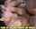 Where can I find this video?