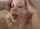 pornstar