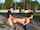 oral sex blowjob outdoor