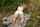 blonde pale shaved outdoors