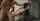 full vid or name of model