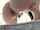 asshole masturbation close up