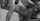 doggy