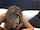 interracial bbc hot