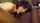 brunette blowjob