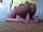 masturbate brunette dildo